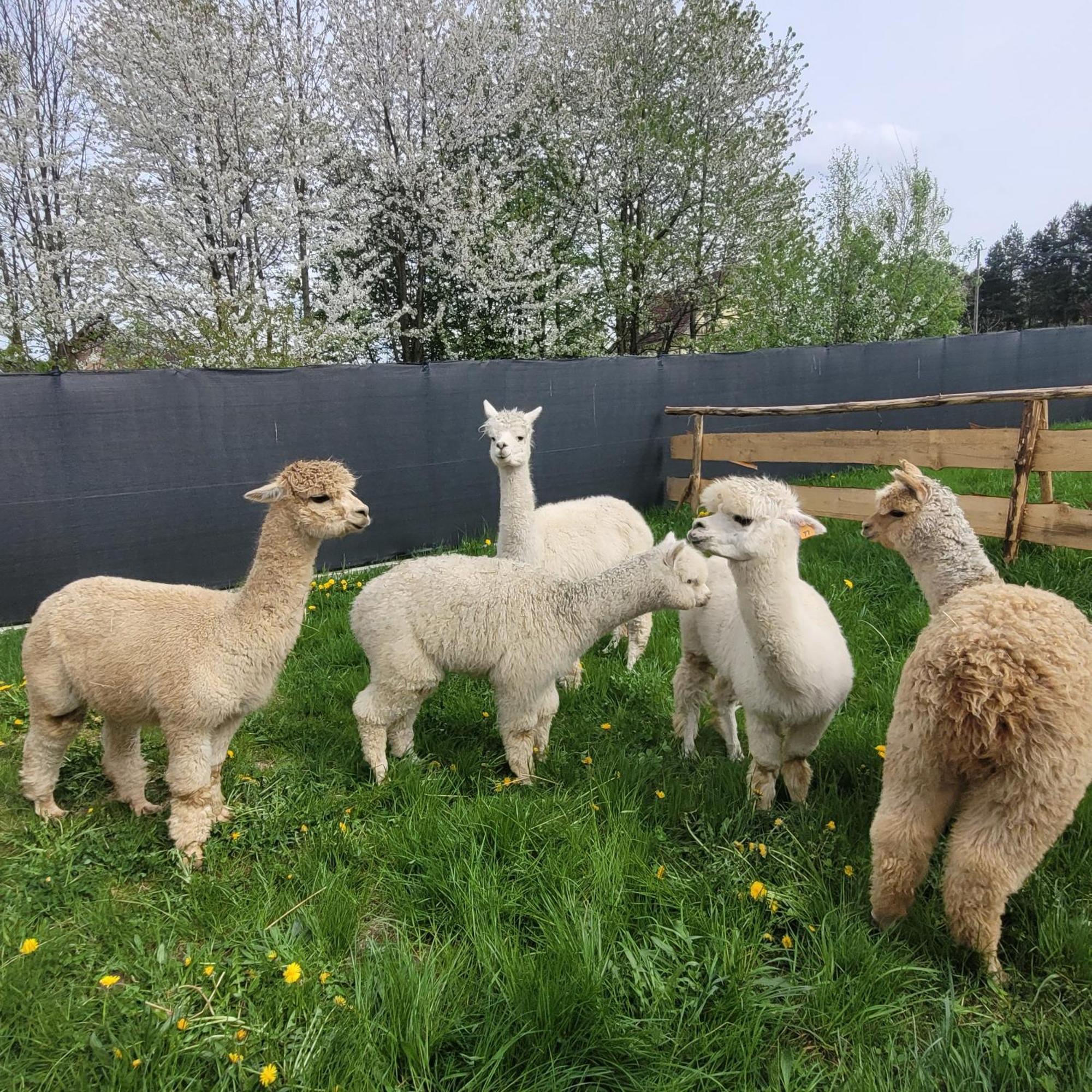 Domki Pod Lasem Villa Rokiciny Podhalanskie Esterno foto